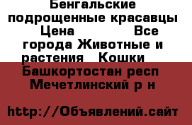 Бенгальские подрощенные красавцы. › Цена ­ 20 000 - Все города Животные и растения » Кошки   . Башкортостан респ.,Мечетлинский р-н